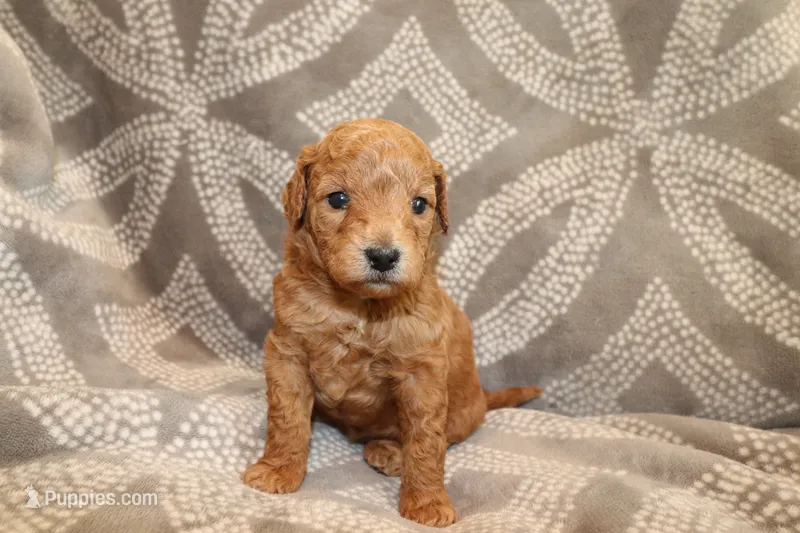 Jade – Miniature Labradoodle puppy for sale in Bemidji, MN
