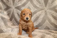 Jade, a female Miniature Labradoodle for sale in Bemidji, MN – 1 of 10