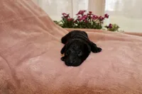 Onyx, a female Miniature Labradoodle for sale in Bemidji, MN – 3 of 9