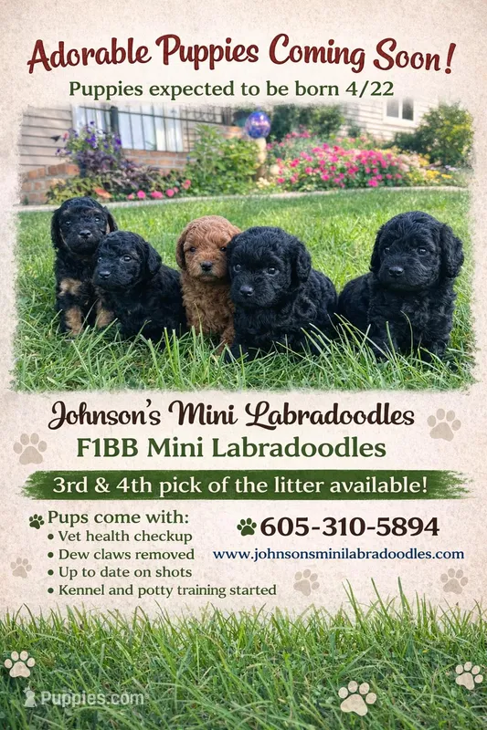 Onyx – Miniature Labradoodle puppy for sale in Bemidji, MN