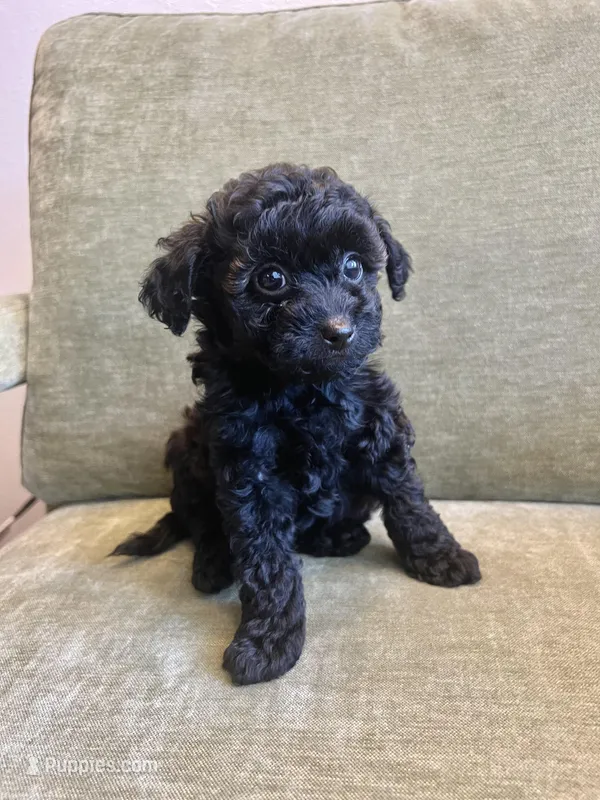 Onyx – Miniature Labradoodle puppy for sale in Bemidji, MN