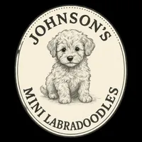 Onyx, a  Miniature Labradoodle for sale in Bemidji, MN – Photo 6 of 6