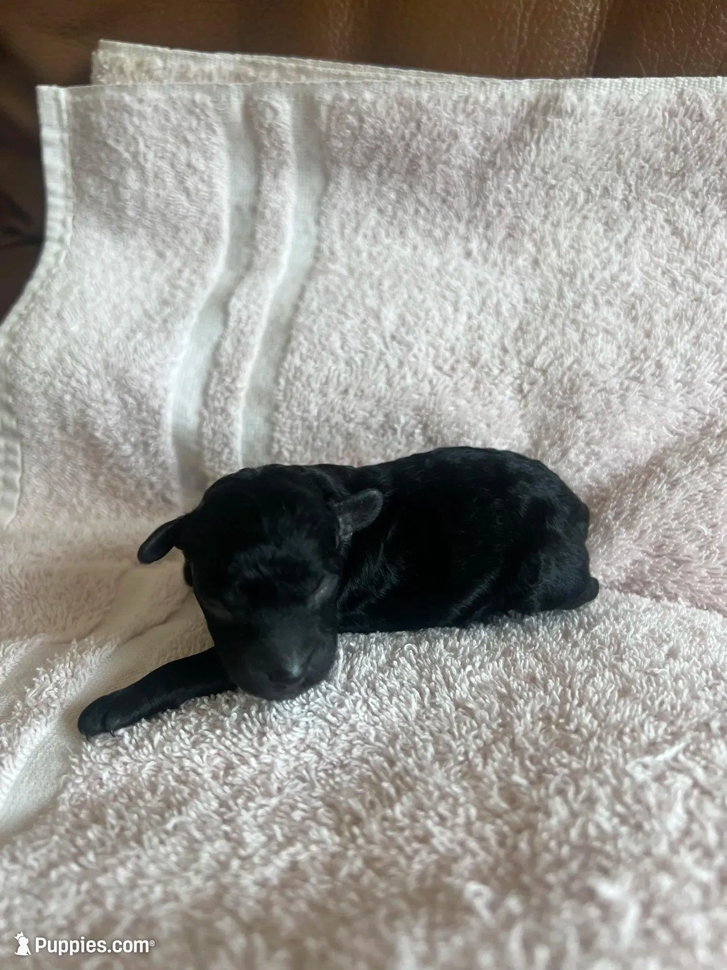 Onyx, a female Miniature Labradoodle for sale in Bemidji, MN – 6 of 9