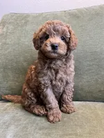 Onyx, a  Miniature Labradoodle for sale in Bemidji, MN – Photo 3 of 6