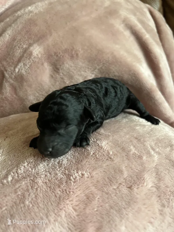 Onyx – Miniature Labradoodle puppy for sale in Bemidji, MN