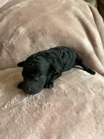 Onyx, a female Miniature Labradoodle for sale in Bemidji, MN – 5 of 9