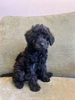 Onyx, a  Miniature Labradoodle for sale in Bemidji, MN – Photo 2 of 6