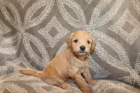 Ivory, a female Miniature Labradoodle for sale in Bemidji, MN – 3 of 10