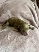 Blaze, a male Miniature Labradoodle for sale in Bemidji, MN – 2 of 6