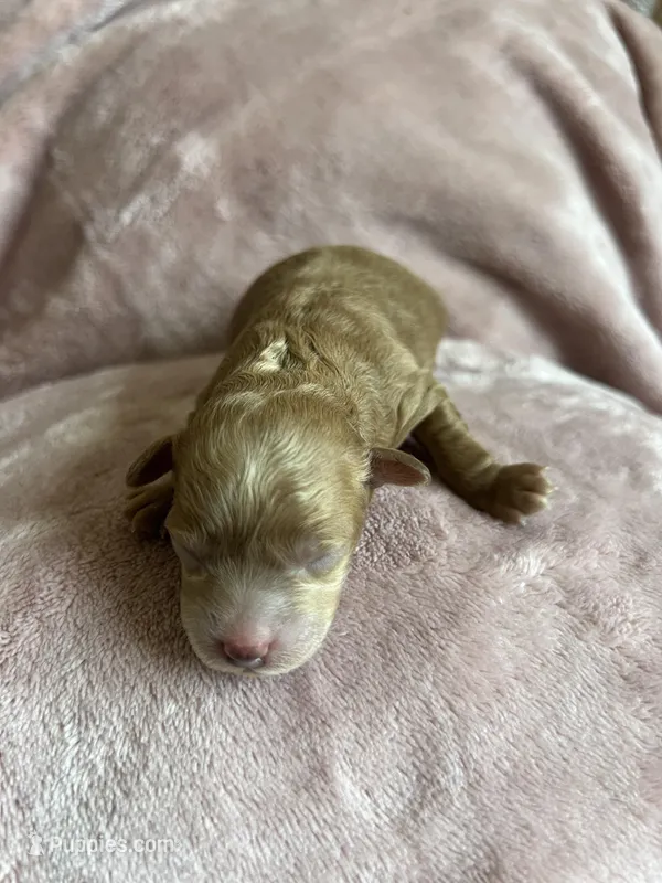 Blaze – Miniature Labradoodle puppy for sale in Bemidji, MN