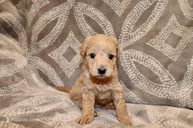 Ivory – Miniature Labradoodle puppy on hold in Bemidji, MN