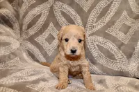 Ivory, a female Miniature Labradoodle for sale in Bemidji, MN – 1 of 10