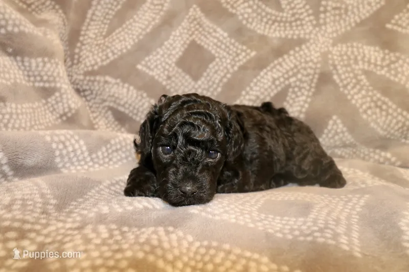 Onyx – Miniature Labradoodle puppy for sale in Bemidji, MN