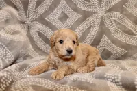 Ivory, a female Miniature Labradoodle for sale in Bemidji, MN – 2 of 10