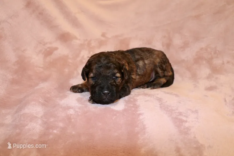 Ember – Miniature Labradoodle puppy on hold in Bemidji, MN