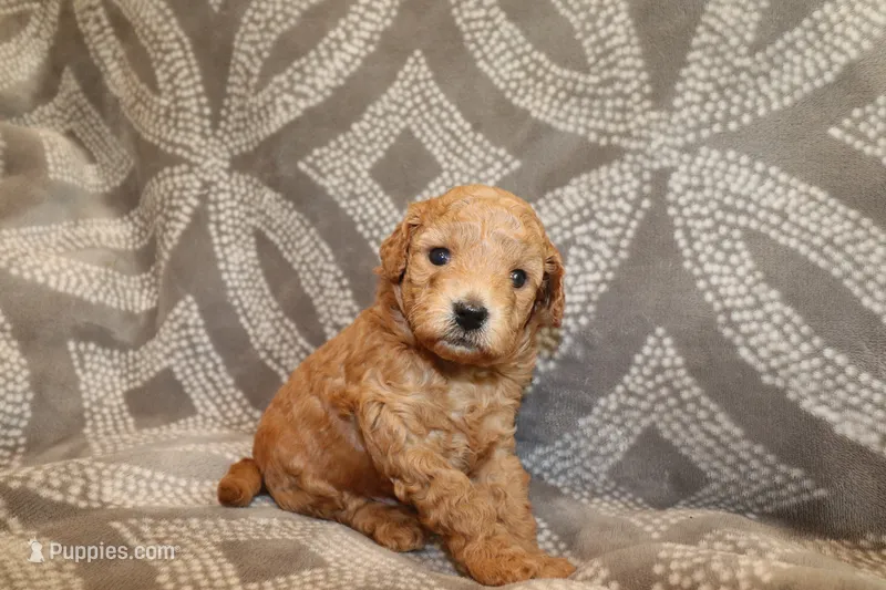 Blaze – Miniature Labradoodle puppy for sale in Bemidji, MN