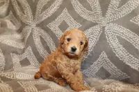 Blaze, a male Miniature Labradoodle for sale in Bemidji, MN – 1 of 9