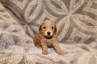 Blaze, a male Miniature Labradoodle for sale in Bemidji, MN – 2 of 9
