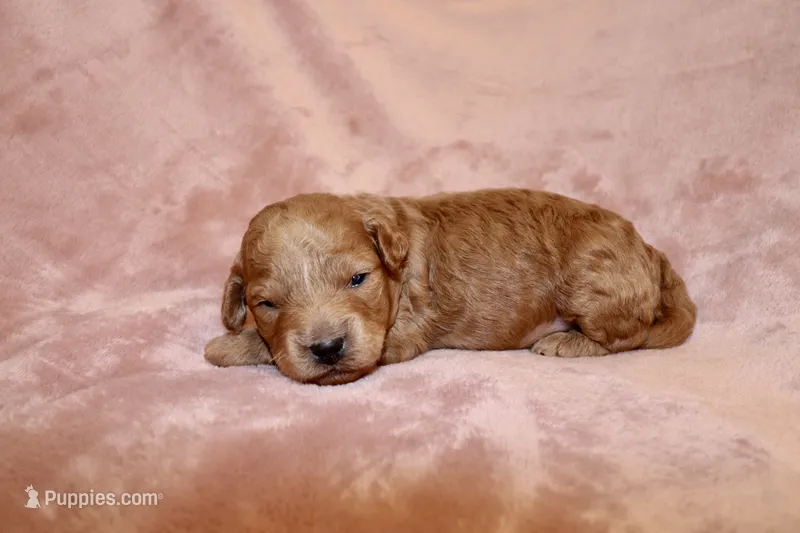 Blaze – Miniature Labradoodle puppy for sale in Bemidji, MN