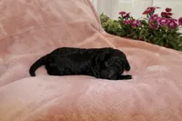 Onyx, a female Miniature Labradoodle for sale in Bemidji, MN – 4 of 9