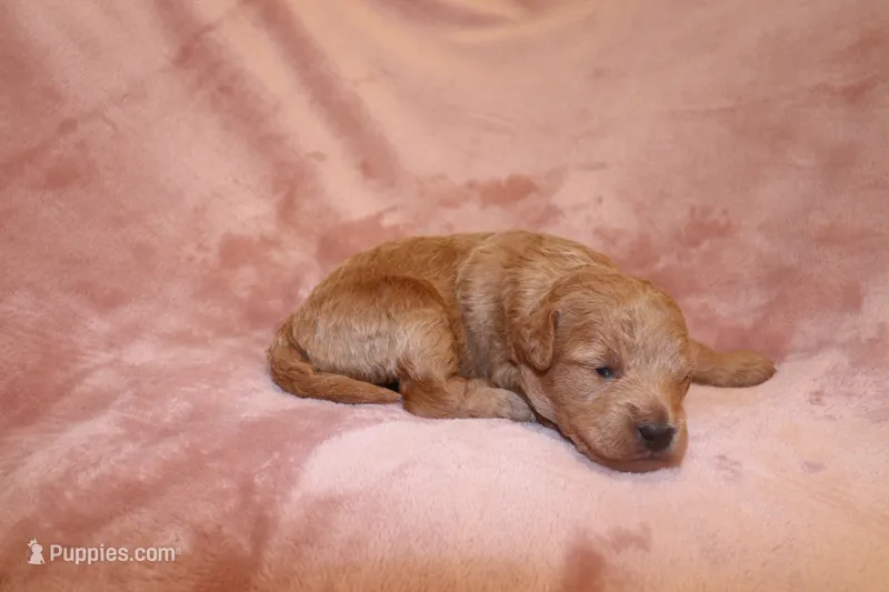Ivory – Miniature Labradoodle puppy for sale in Bemidji, MN