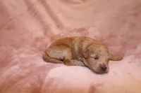 Ivory, a female Miniature Labradoodle for sale in Bemidji, MN – 4 of 10