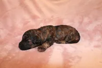 Ember, a female Miniature Labradoodle for sale in Bemidji, MN – 4 of 10