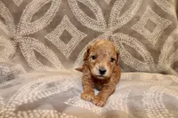Jade, a female Miniature Labradoodle for sale in Bemidji, MN – 3 of 10