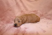 Ivory, a female Miniature Labradoodle for sale in Bemidji, MN – 5 of 10
