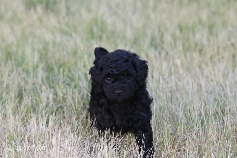 Onyx – Miniature Labradoodle puppy for sale in Bemidji, MN