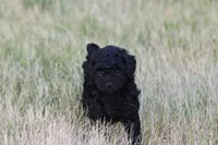 Onyx, a female Miniature Labradoodle for sale in Bemidji, MN – 1 of 9