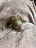 Jade, a female Miniature Labradoodle for sale in Bemidji, MN – 2 of 5