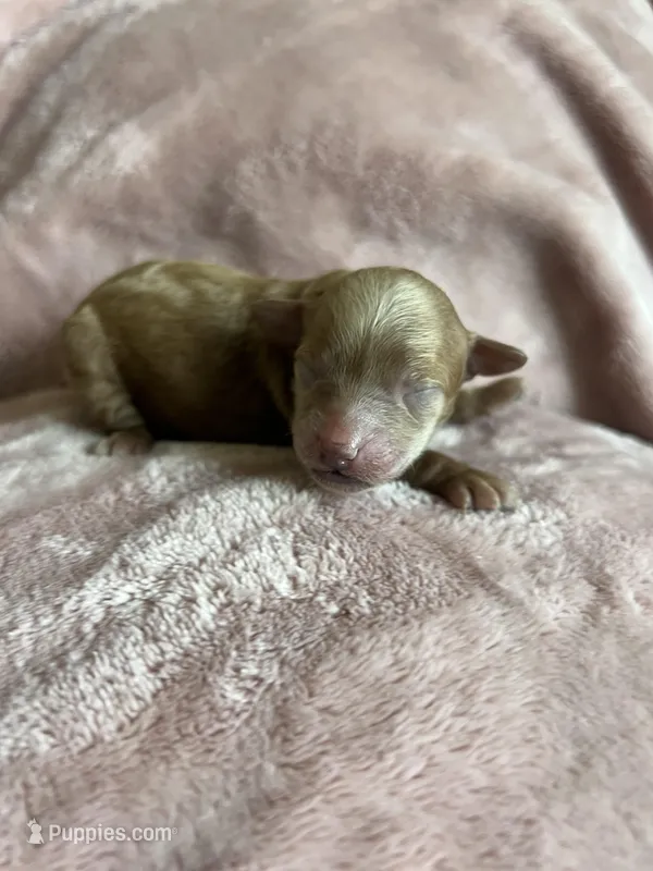 Jade – Miniature Labradoodle puppy for sale in Bemidji, MN