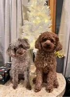 Jade, a female Miniature Labradoodle for sale in Bemidji, MN – 4 of 5