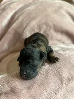 Ember, a female Miniature Labradoodle for sale in Bemidji, MN – 4 of 7
