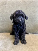 Rosie, a  Miniature Labradoodle for sale in Bemidji, MN – Photo 4 of 6