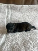 Ember, a female Miniature Labradoodle for sale in Bemidji, MN – 5 of 7