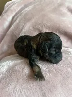 Ember, a female Miniature Labradoodle for sale in Bemidji, MN – 2 of 7