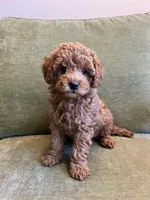 Rosie, a  Miniature Labradoodle for sale in Bemidji, MN – Photo 5 of 6