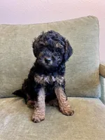 Rosie, a  Miniature Labradoodle for sale in Bemidji, MN – Photo 6 of 6