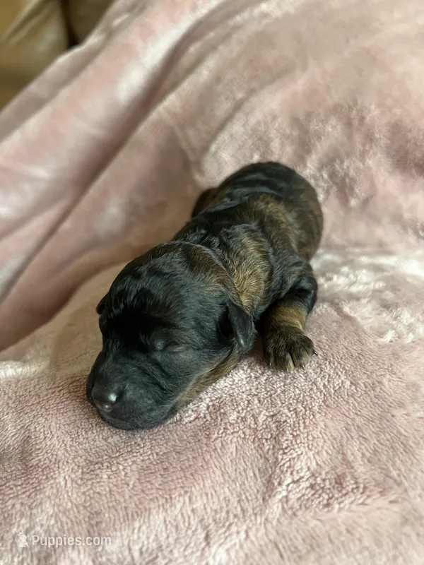 Ember – Miniature Labradoodle puppy for sale in Bemidji, MN