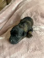 Ember, a female Miniature Labradoodle for sale in Bemidji, MN – 1 of 7