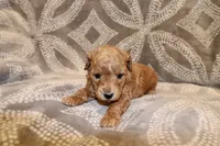 Jade, a female Miniature Labradoodle for sale in Bemidji, MN – 4 of 10