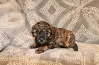 Ember, a female Miniature Labradoodle for sale in Bemidji, MN – 2 of 10