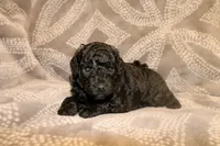 Onyx, a female Miniature Labradoodle for sale in Bemidji, MN – 4 of 9