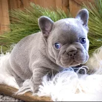 Lilac male, a male French Bulldog for sale in Lawton, OK – Photo 1 of 7