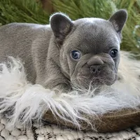 Lilac male, a male French Bulldog for sale in Lawton, OK – Photo 4 of 7