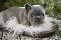 Lilac male, a male French Bulldog for sale in Lawton, OK – Photo 4 of 7