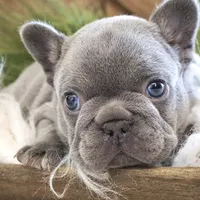 Lilac male, a male French Bulldog for sale in Lawton, OK – Photo 2 of 7