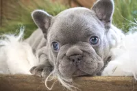 Lilac male, a male French Bulldog for sale in Lawton, OK – Photo 2 of 7